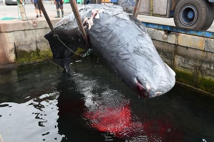 14/03/2019 TALIARTE. TELDE. Recogida del cachalote varado en la costa de Telde.   Fotografa: YAIZA SOCORRO.