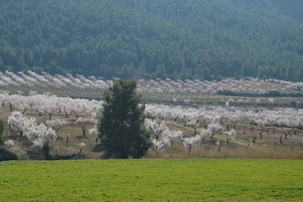 Y llegó la Floración, un manto de colores