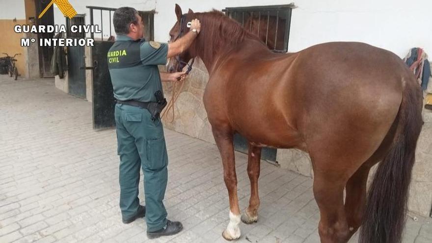 Un dels cavalls localitzats