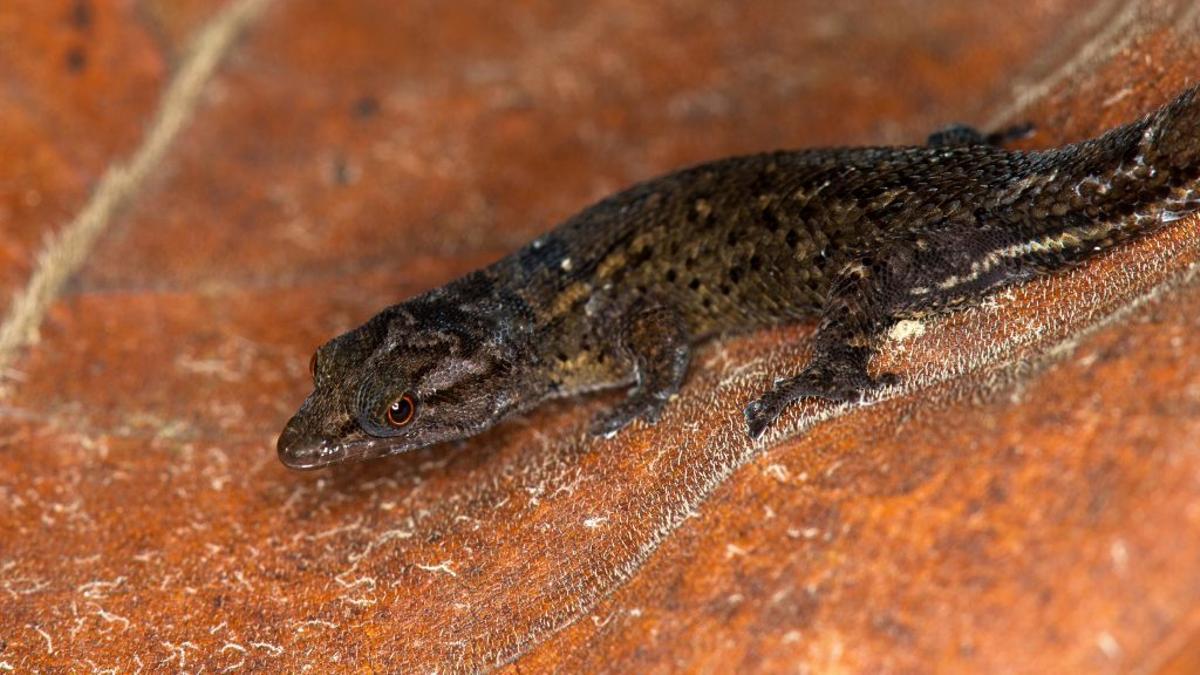 La nueva especie de salamanquita fue nombrada Sphaerodactylus verdeluzicola