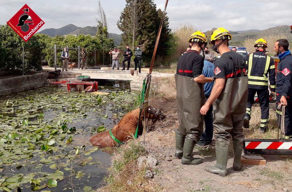 Los bomberos salvan a un caballo que cayó a una acequia del Marjal de Pego