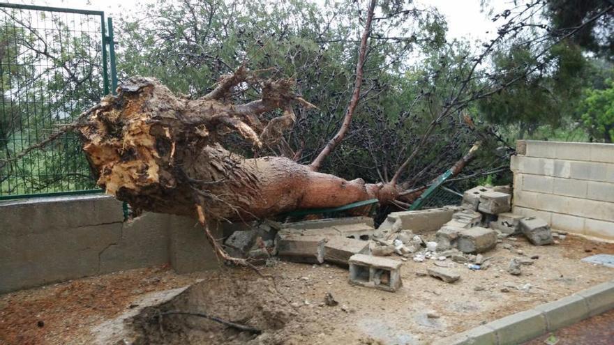 Un árbol caído en el colegio Pla de Barraques, en El Campello