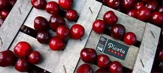 El Jerte encuentra su cereza más grande en un fruto de 39,6 mm