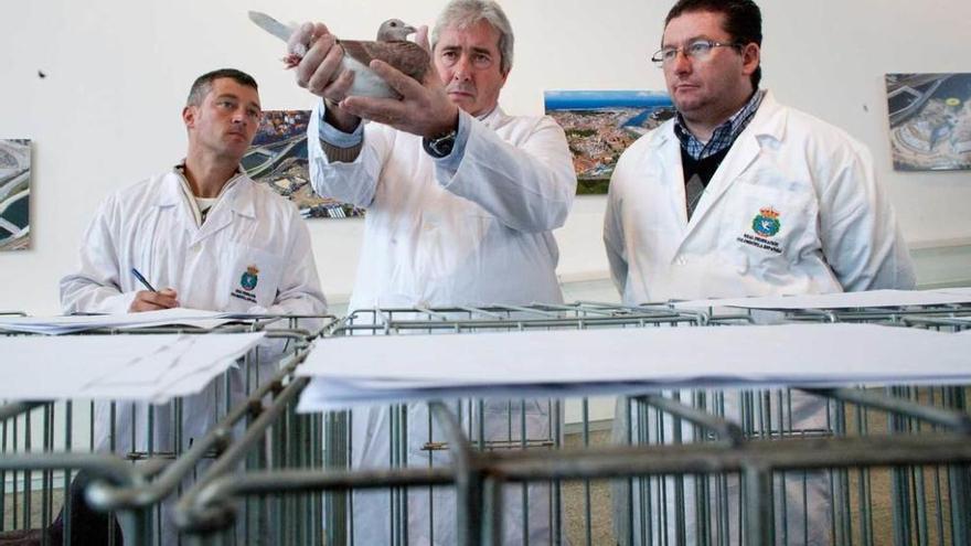 Jueces examinando una paloma durante la exposición nacional celebrada en Avilés en 2012.