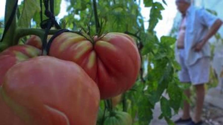Los tomates, un cultivo que se riega por goteo