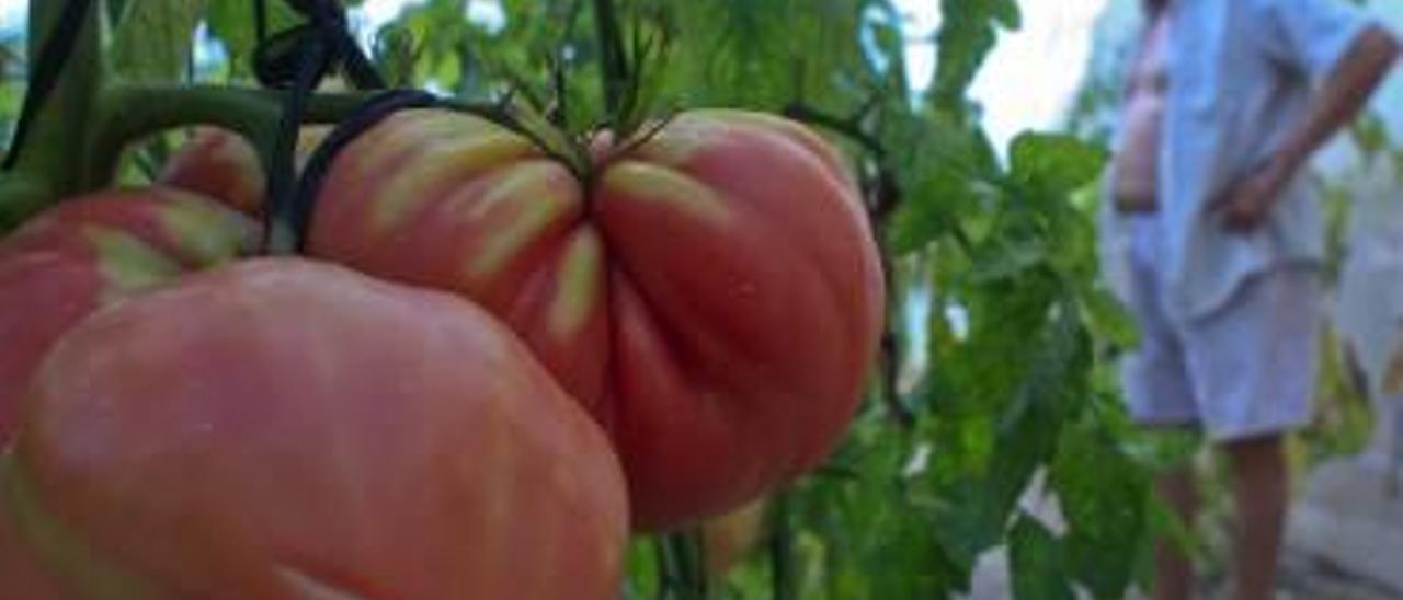 Los tomates, un cultivo que se riega por goteo