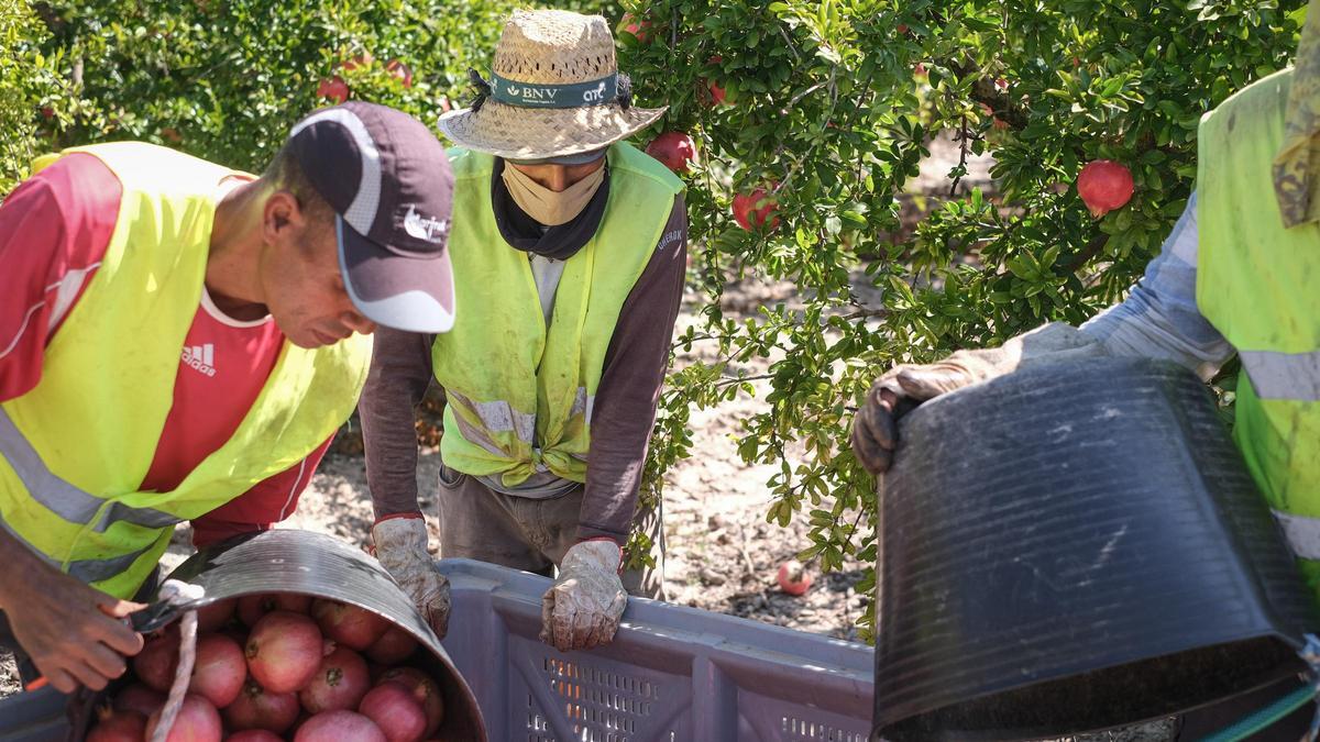 Trabajadores en una finca agraria del Camp d&#039;Elx recogiendo granadas durante la pandemia de coronavirus