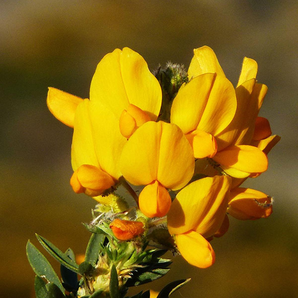 Las flores del cambroño son descritas como amariposadas y crecen en racimos