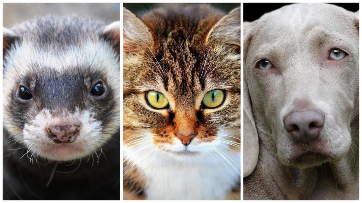 Les fures, els gats, les civetes i els gossos són els animals més susceptibles al coronavirus