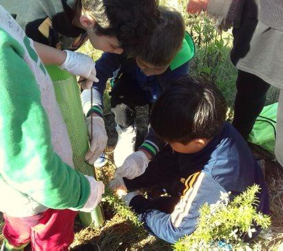 300 niños plantan árboles en Salt d'en Serrà