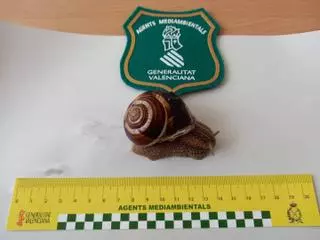 Preocupación por la aparición de una especie invasora de caracol gigante en Castellón