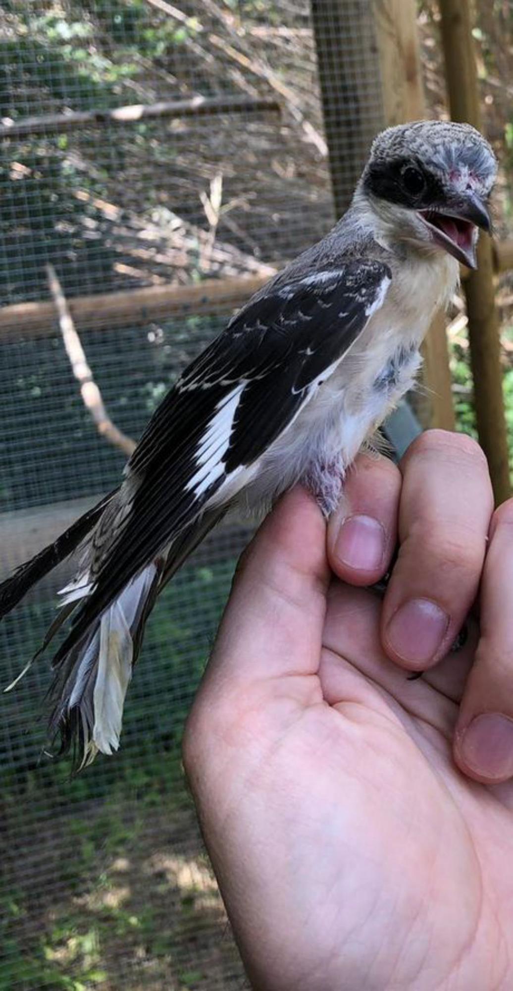 La trenca torna als Aiguamolls de la mà d’un projecte que vol evitar la seva extinció