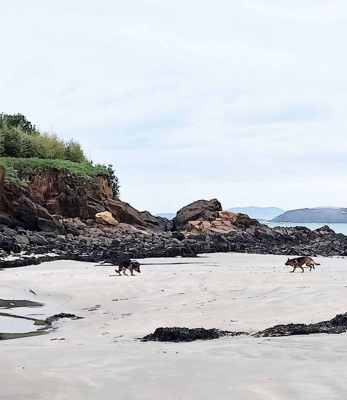 Perros de paseo delante del islote.  | // I.R.