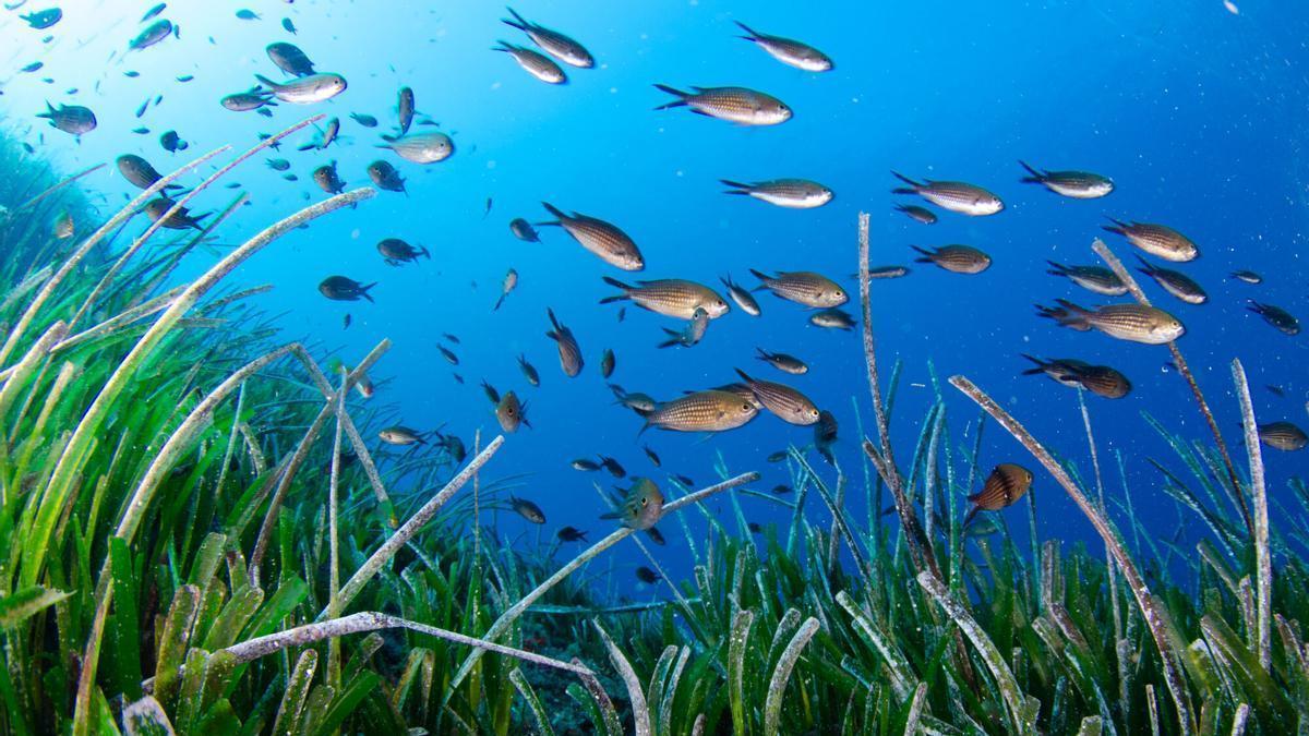 Varias de las actividades de la Semana del Medio Ambiente están relacionadas con la posidonia