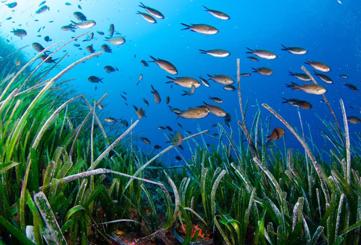 FORMENTERA. La posidonia oceánica es el hogar de diferentes especies marinas