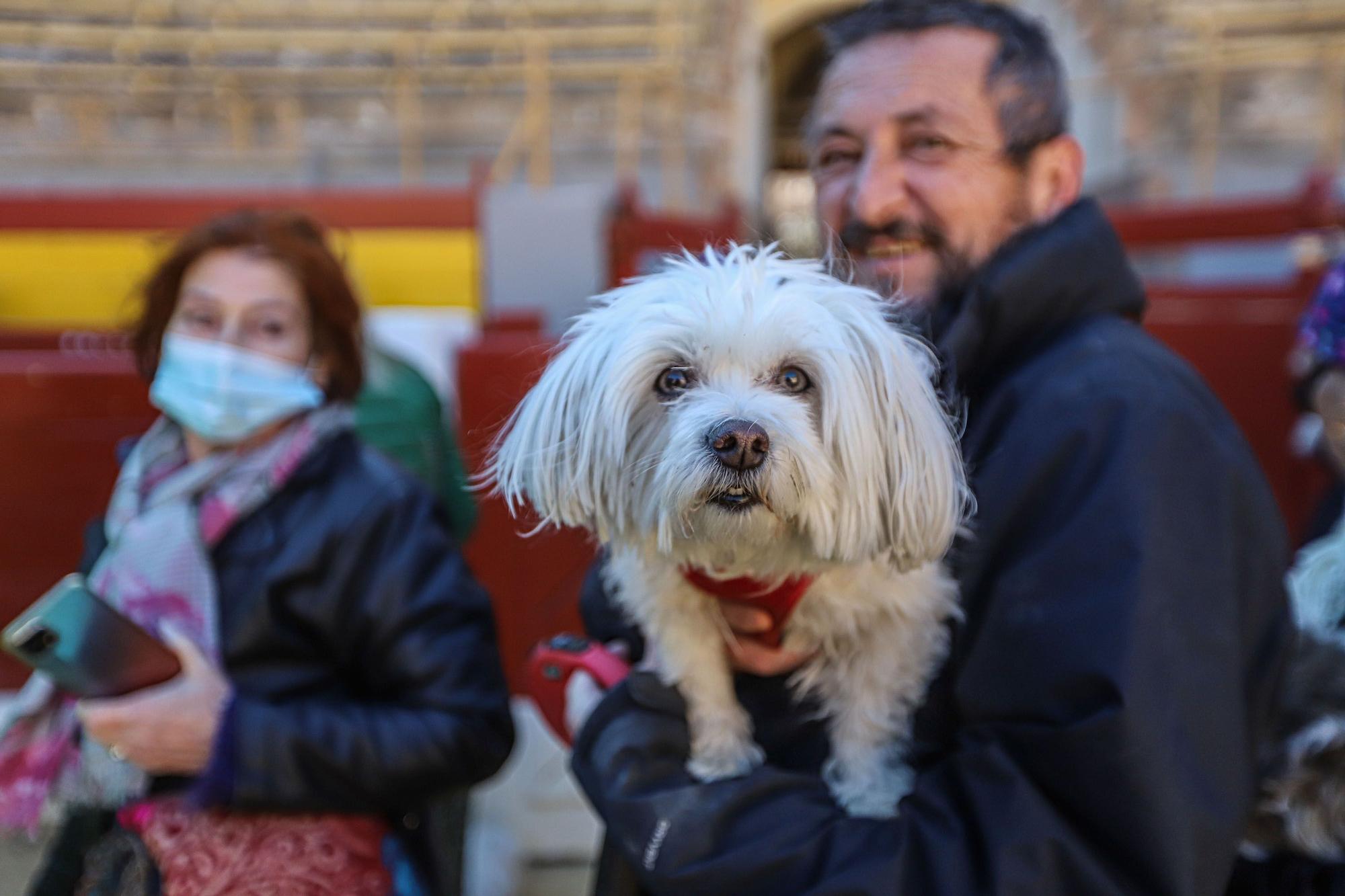 Concurso ecuestre y Bendición de animales por San Antón en Alicante