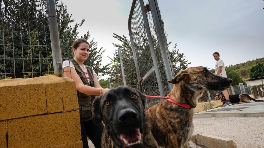 Crecen las adopciones de perros en Málaga respecto a 2021