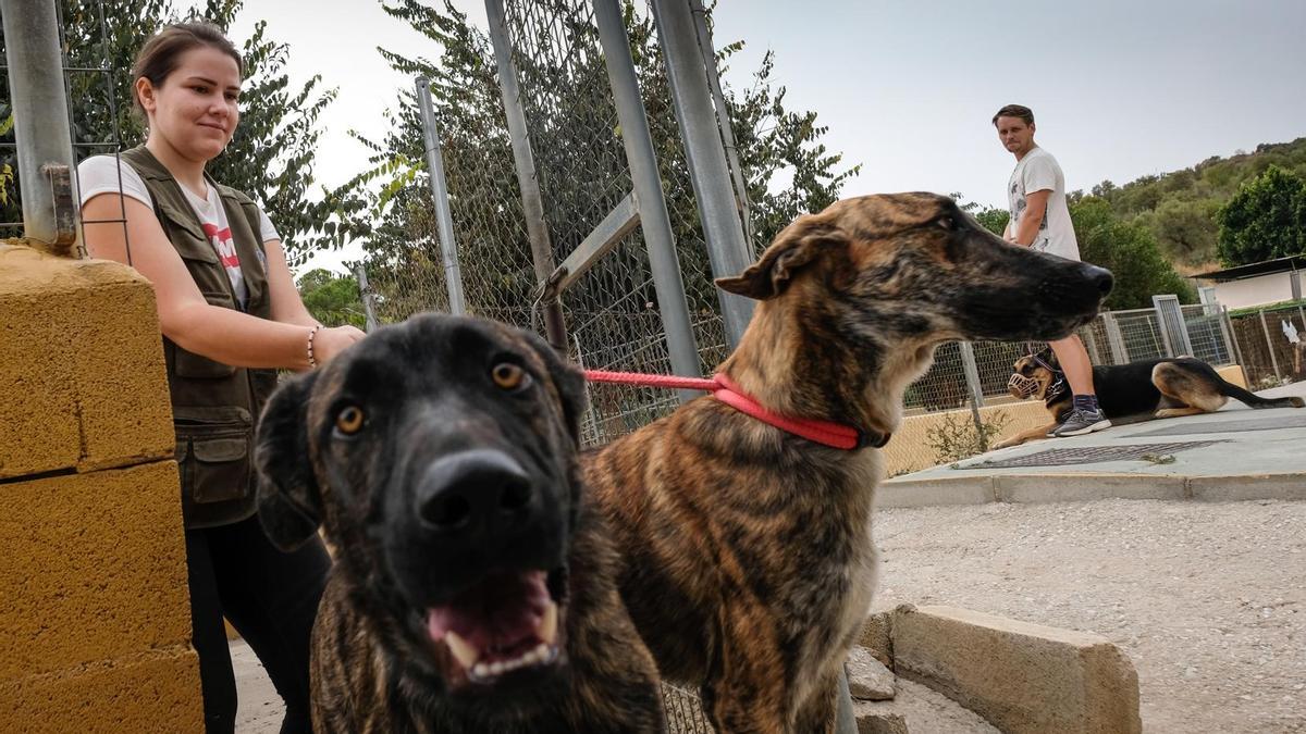 Crecen las adopciones de perros en Málaga respecto a 2021 - La Opinión de  Málaga