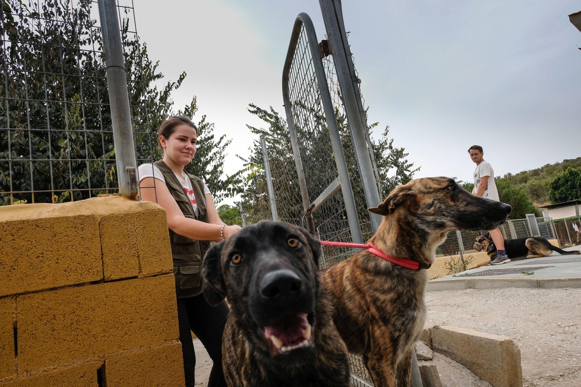 La Protectora de Animales de Málaga, a finales de octubre