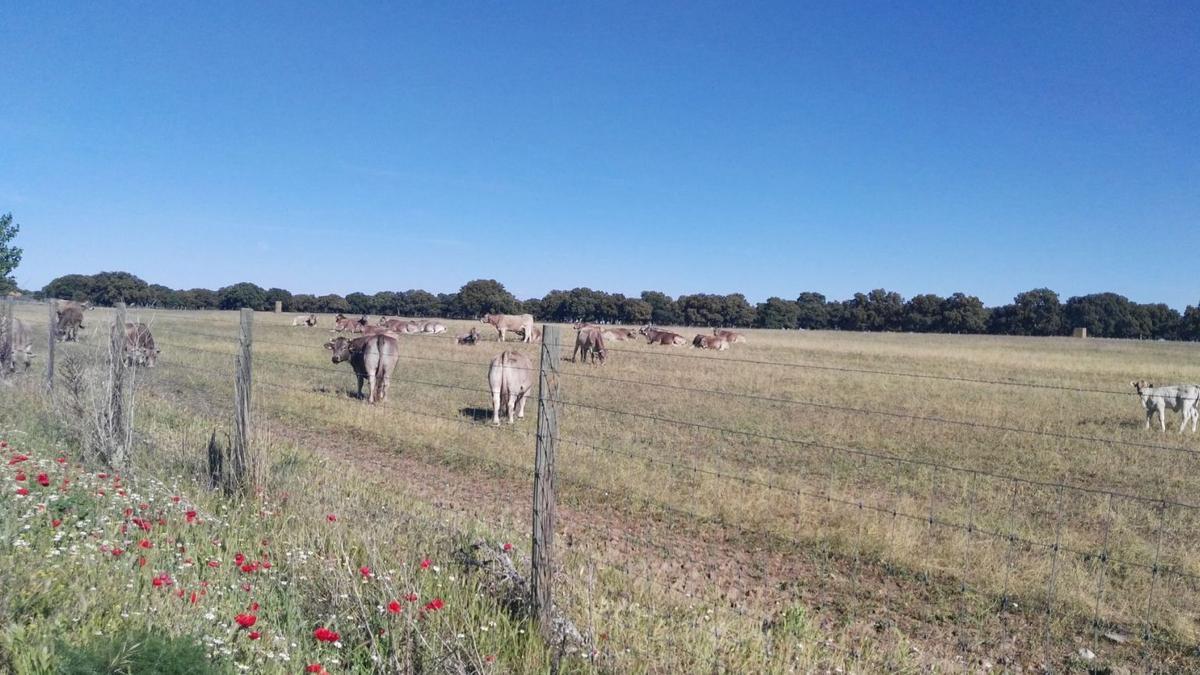 Vacas pastan en una dehesa de la provincia de Zamora