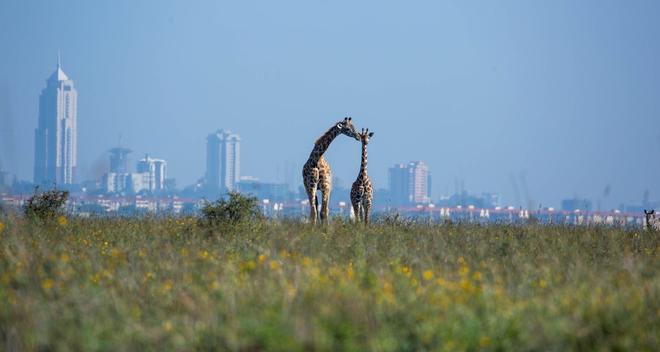 Parque Nacional de Nairobi, Kenia