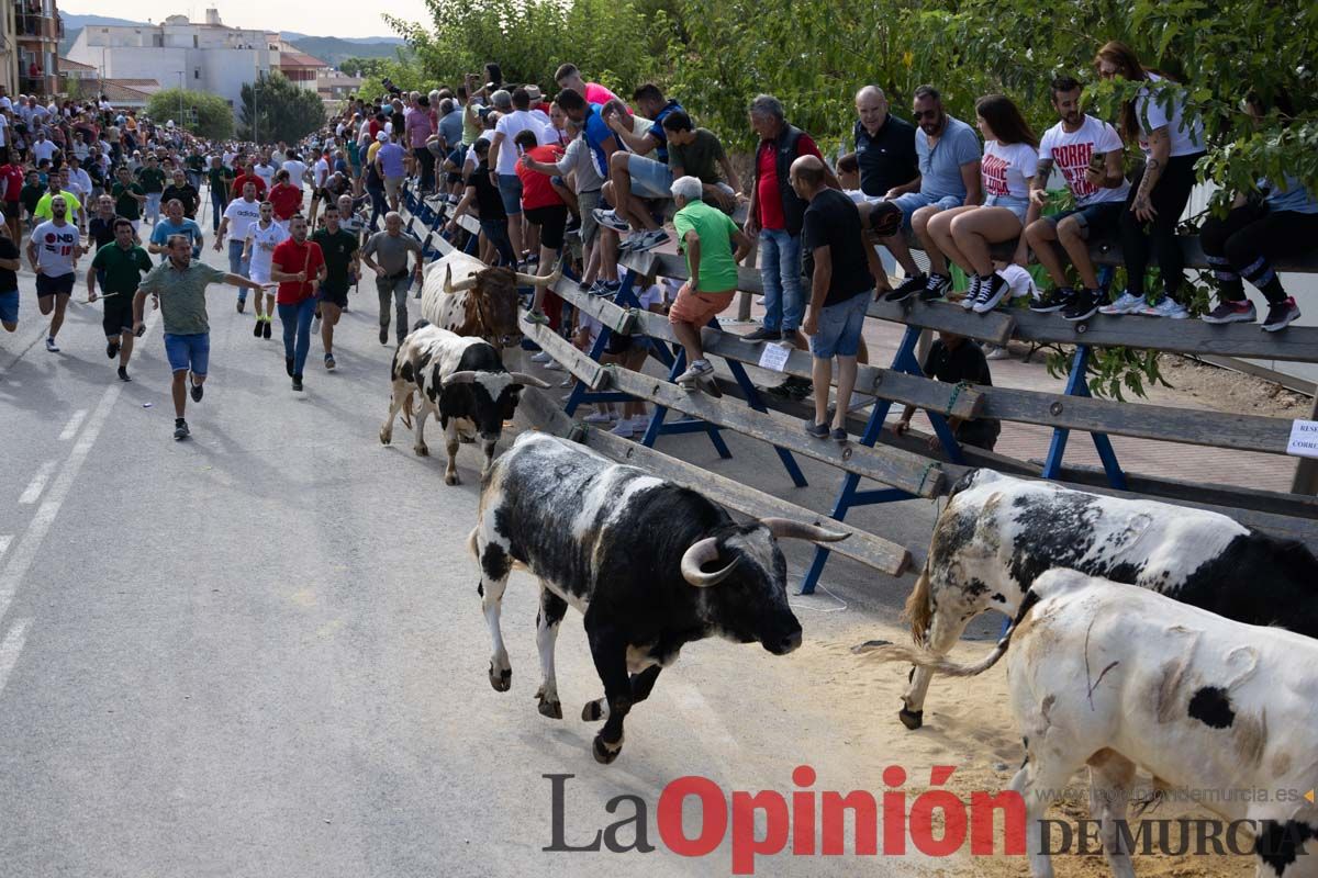 Primer encierro de la Feria del Arroz de Calasparra