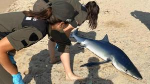 Encuentran un tiburón agonizando en la orilla de la playa del Masnou