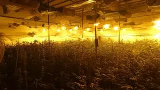 Cada semana se desconectan 16 plantaciones de marihuana de la red eléctrica en Catalunya