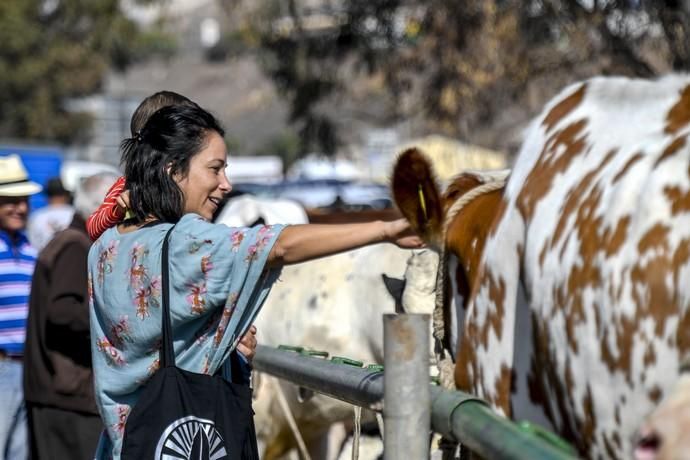 08-12-19 GRAN CANARIA. JINAMAR. JINAMAR. TELDE. Fiesta de la Inmaculade Concepcion y de la Caña Dulce de Jinamar, feria de ganado, procesión.. Fotos: Juan Castro.  | 08/12/2019 | Fotógrafo: Juan Carlos Castro