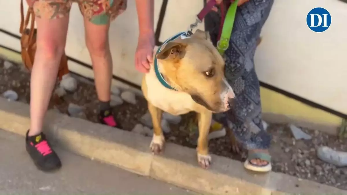 De una jaula en Ibiza a un hogar en Holanda: la segunda oportunidad de Pumba