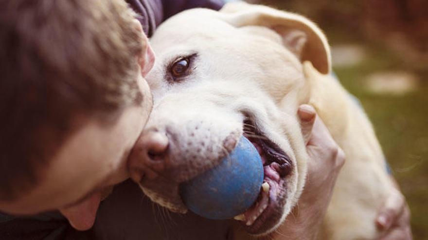 El estudio demuestra la importancia del cariño para los perros.