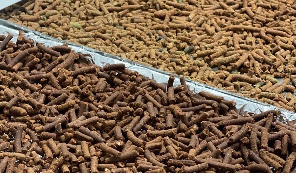 Imagen de pellets publicada por el Cesimar.