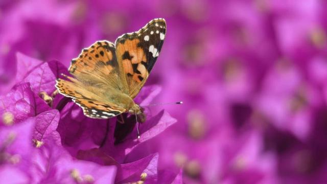 ‘Vanessa cardui’ sobre una buganvilla el pasado día 15 de junio.
