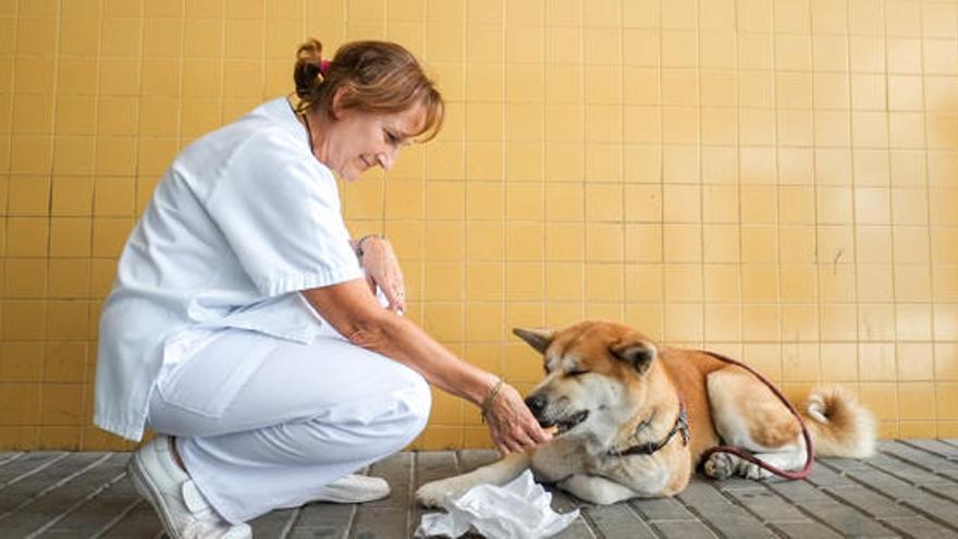 Una perra espera hace días a su dueña a las puertas del hospital de Elda