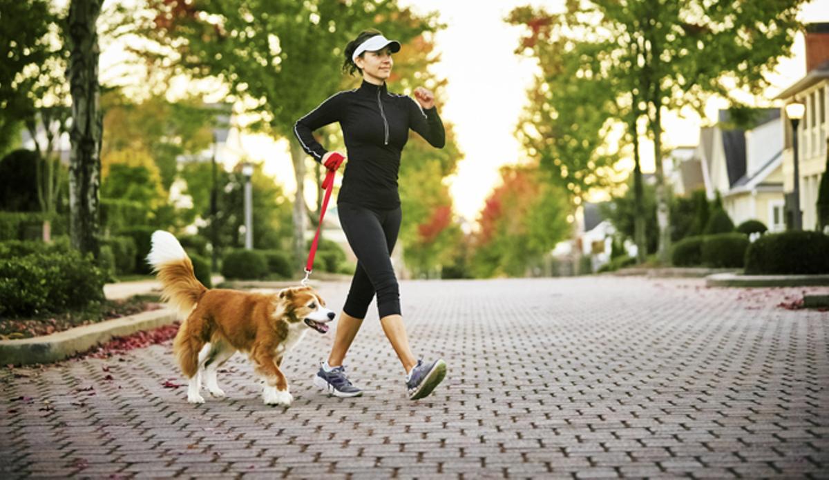 Consejos para que tu perro se comporte cuando se queda solo en casa