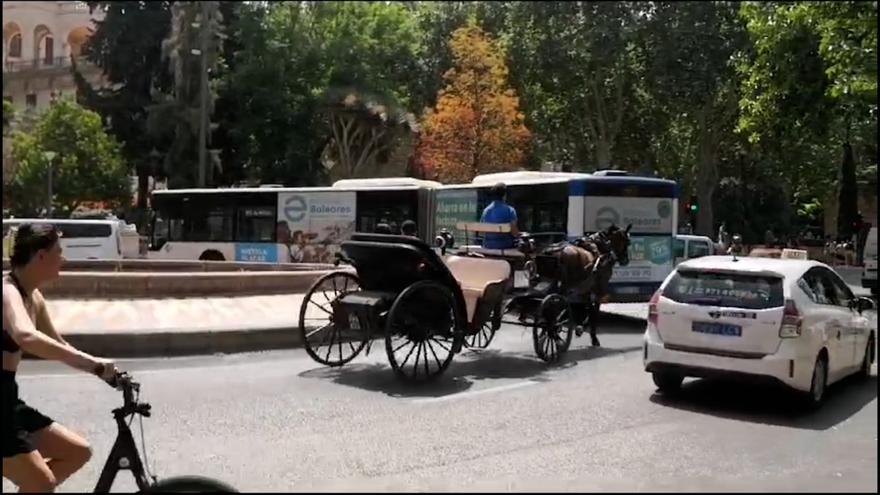 Calesas en Palma | Progreso en Verde denuncia que pese al calor extremo circulaban calesas en la calle Conquistador &quot;pasadas las 12:00 de la mañana&quot;