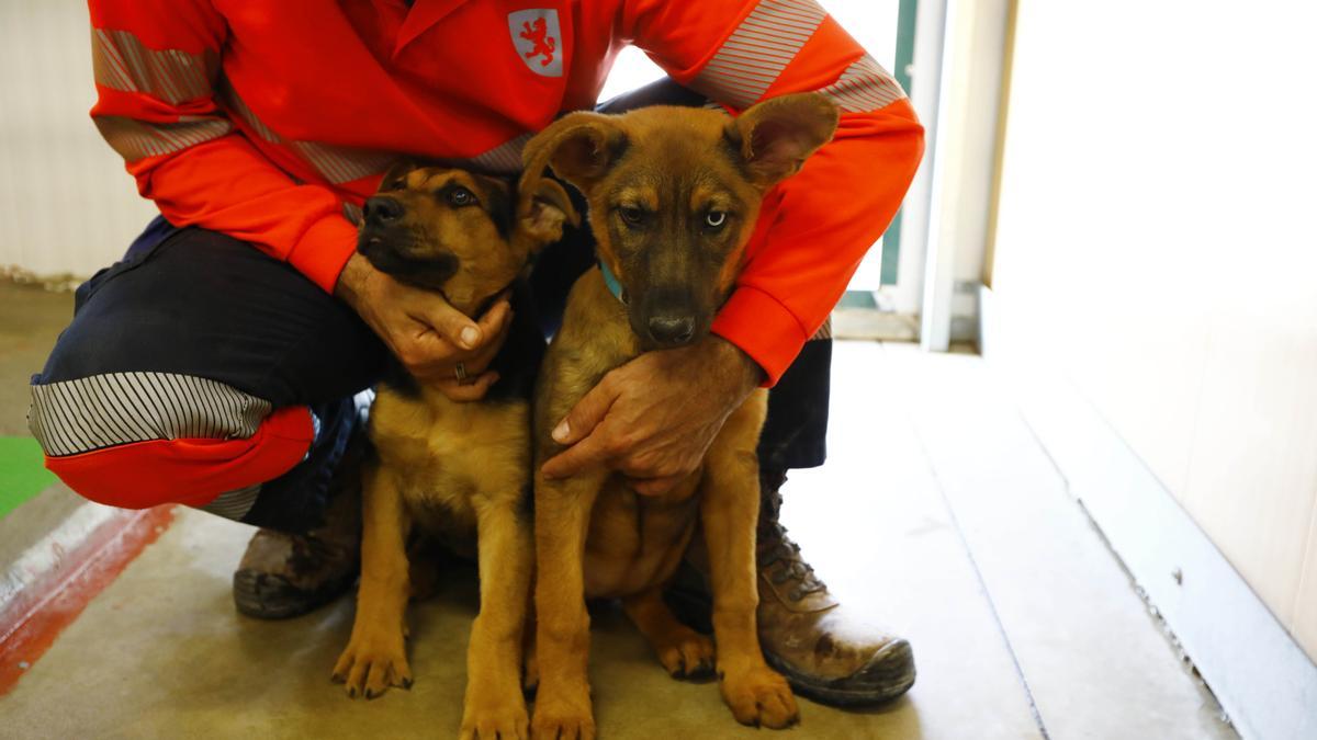 Dos cachorros recién llegados al Centro de Protección animal del Ayuntamiento de Zaragoza.