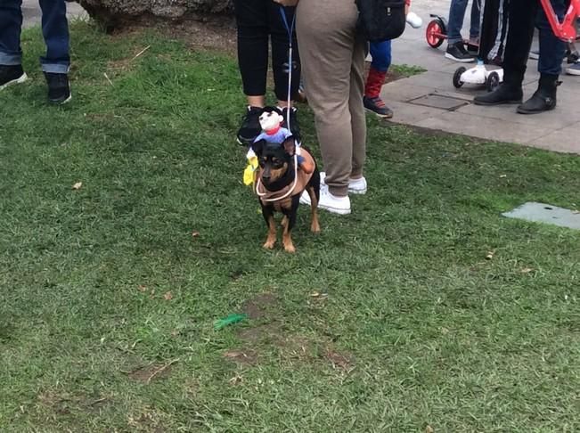 Carnaval de Las Palmas de Gran Canaria 2017: Carnaval Canino