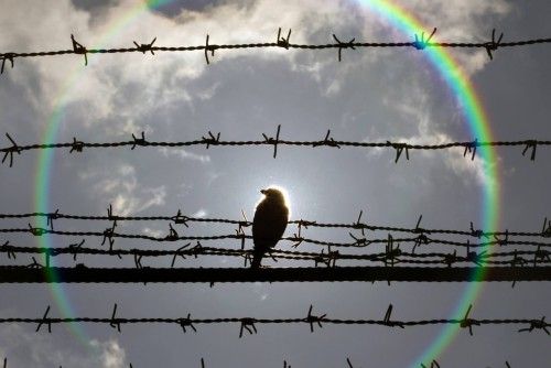 Un pájaro posa en la alambrada de espino de la prisión de Jilava en Bucarest