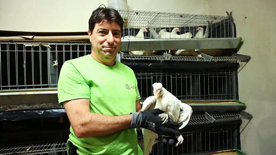 Los gallineros se reiventan con huevos de colores y aves mascota