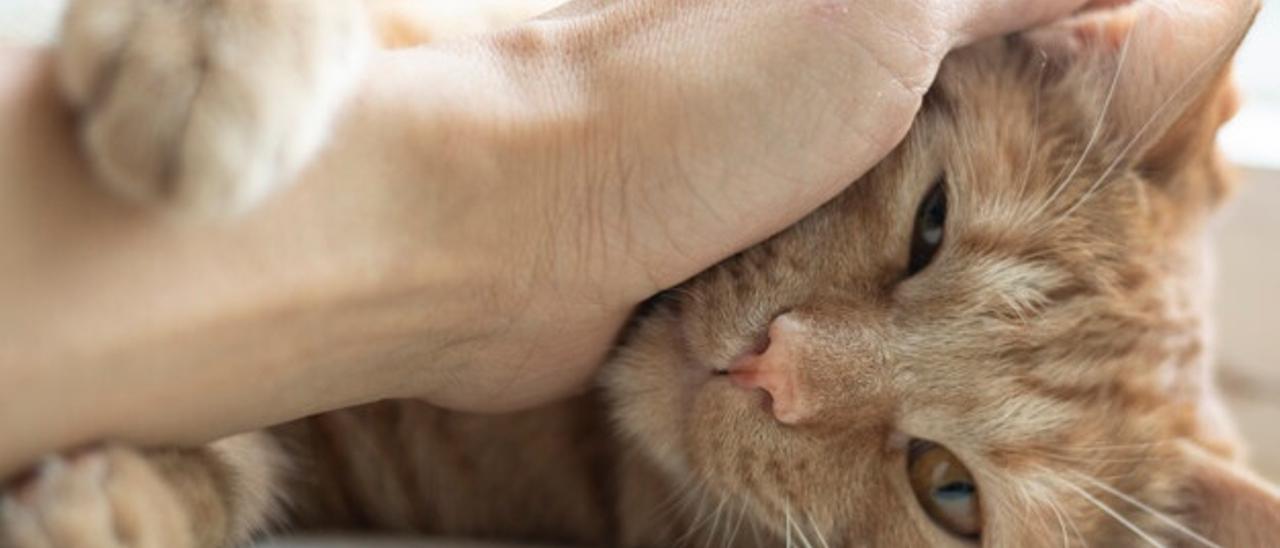 Una persona acaricia a un pequeño gato.