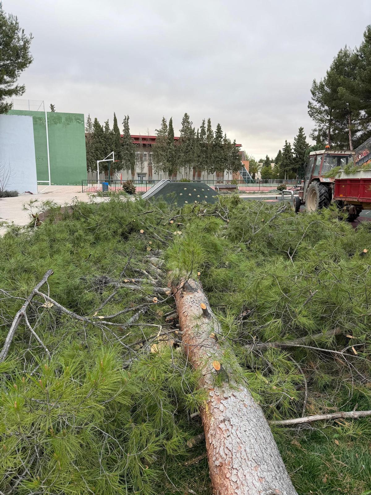 Árboles caídos en el polieportivo de Utiel por el viento.