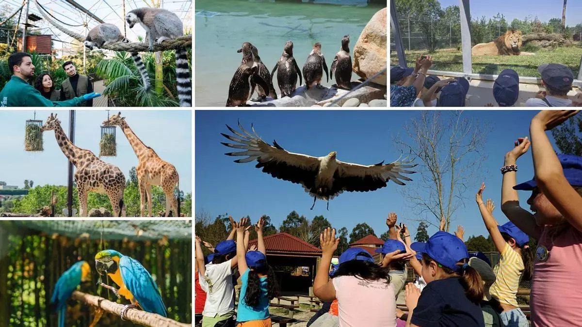 El zoo portugués a hora y media de Vigo que combina ocio familiar, conservación y educación ambiental