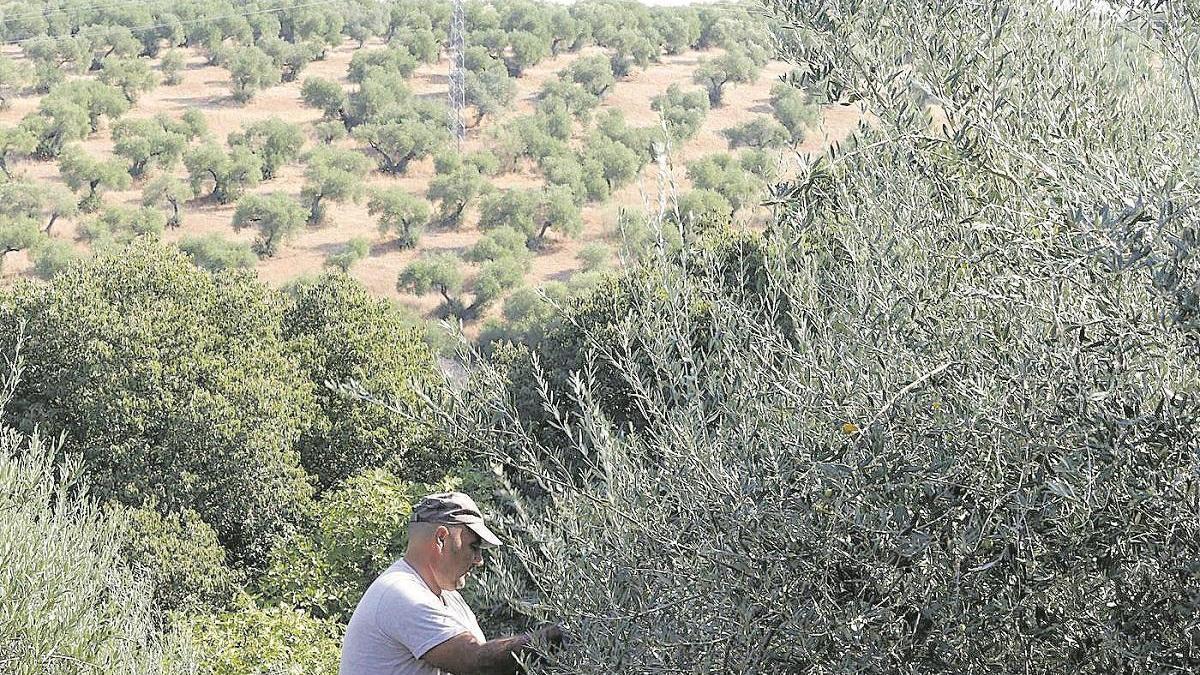 La Fiscalía registra &quot;pequeño aumento&quot; de diligencias por siniestralidad laboral, destacando el sector del olivar