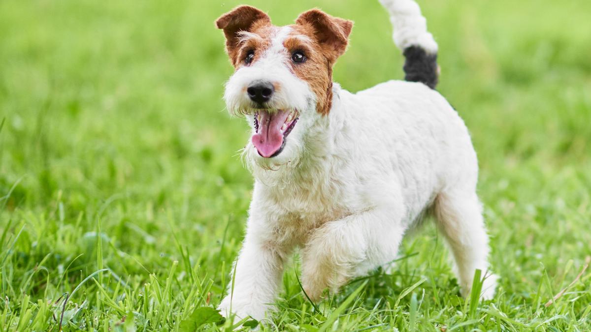 El can ganador era de la raza Fox Terrier