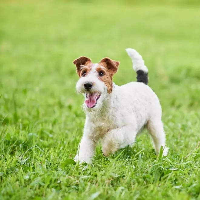 Los expertos dicen que este es el perro más guapo del mundo