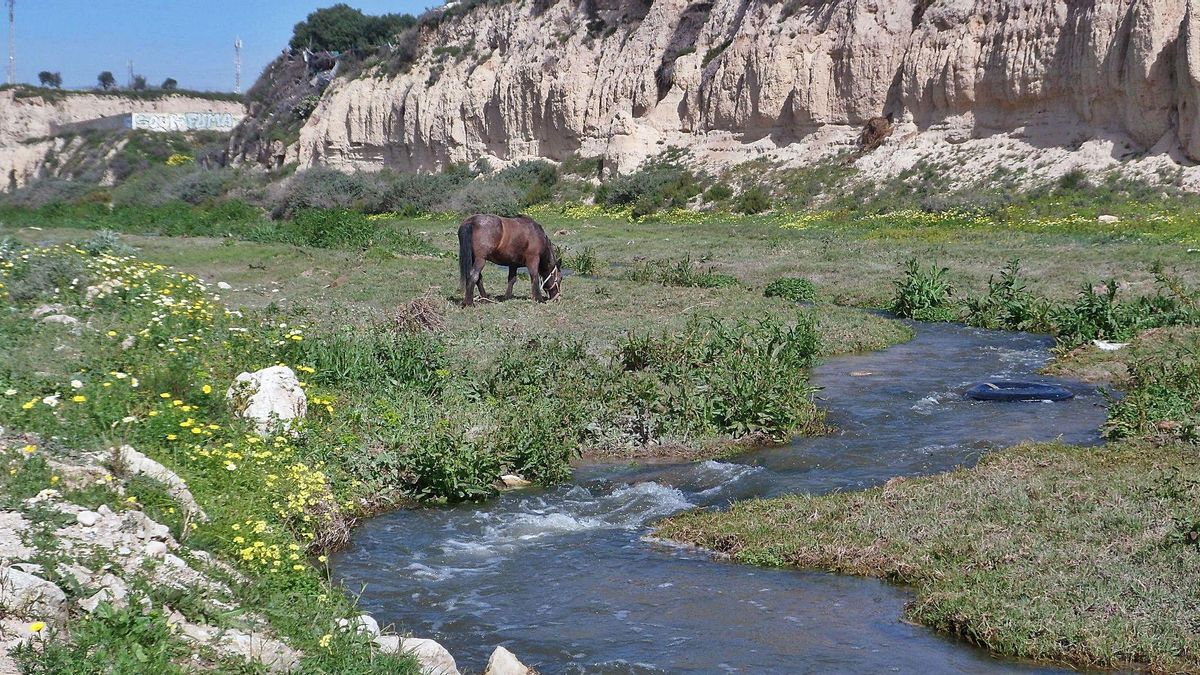 El río Seco, en su tramo entre el puente de la N-332 y su desembocadura, se va a incluir dentro del Catálogo de Zonas Húmedas de la Comunidad. | J.A.RICO