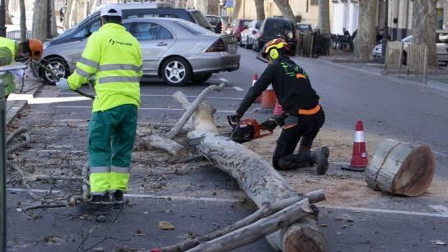 Poda de grandes ramas en Xàtiva