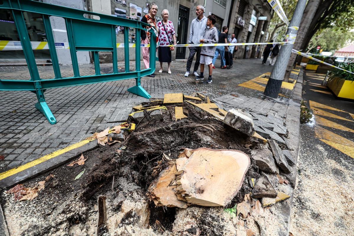 Base del árbol caído en la superilla de Sant Antoni de Barcelona