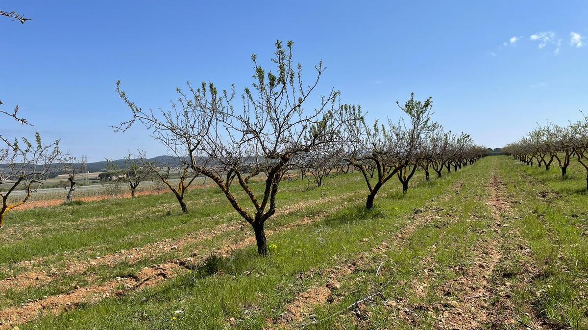 Campo de almendros.